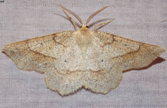 Euchlaena marginaria