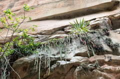 Cleistocactus samaipatanus
