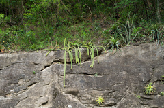 Cleistocactus samaipatanus