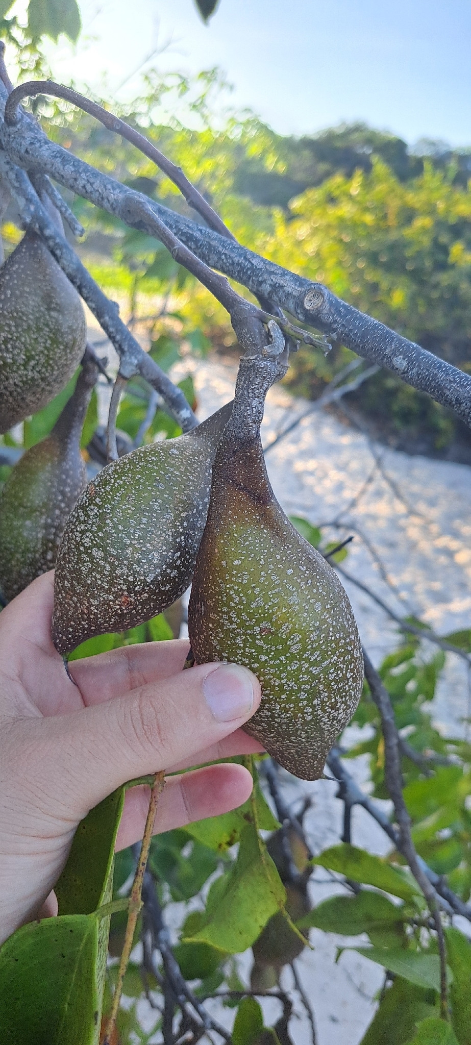 Swartzia acuminata