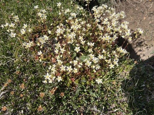 Prickly Saxifrage (Saxifraga tricuspidata)