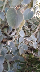 Pergularia tomentosa