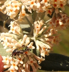 Leucocelis adspersa adspersa