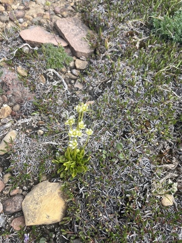 Kotzebue's Grass-of-Parnassus (Parnassia kotzebuei)