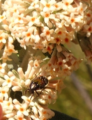 Leucocelis adspersa adspersa