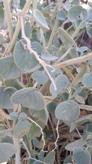 Pergularia tomentosa