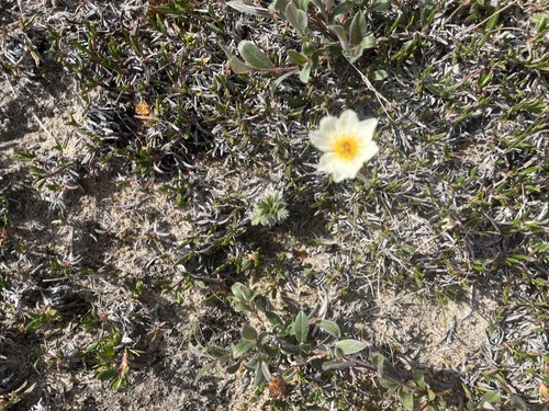 Entireleaf Mountain-Avens (Dryas integrifolia)