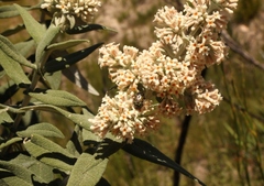 Leucocelis adspersa adspersa