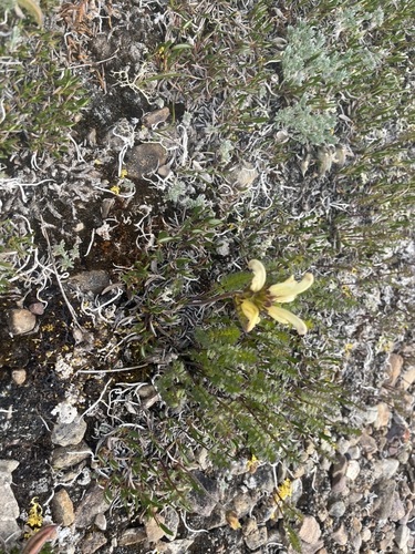 Capitate Lousewort (Pedicularis capitata)