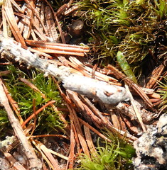 Acleris maculidorsana