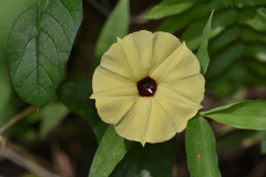 Hewittia malabarica