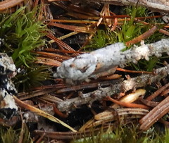 Acleris maculidorsana