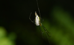Leucauge undulata
