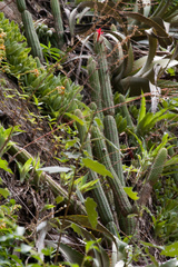 Cleistocactus samaipatanus