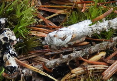 Acleris maculidorsana