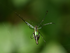 Leucauge undulata