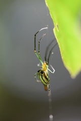 Leucauge undulata