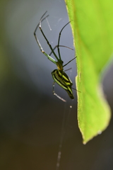 Leucauge undulata