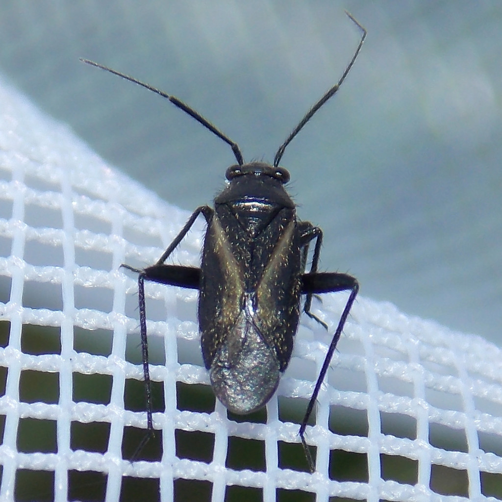 Orthocephalus