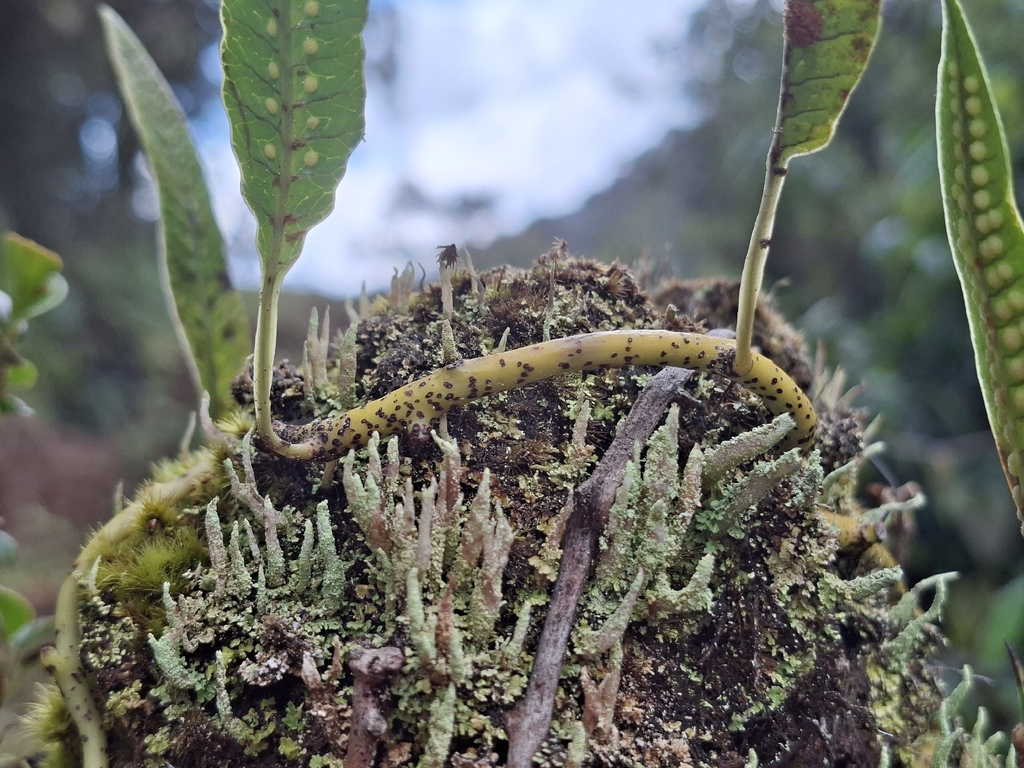 Serpocaulon levigatum; photograph (c) Daniel Mesa, some rights reserved (CC BY)