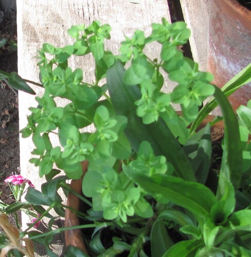 Euphorbia peplus
