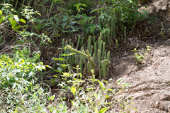 Cleistocactus samaipatanus
