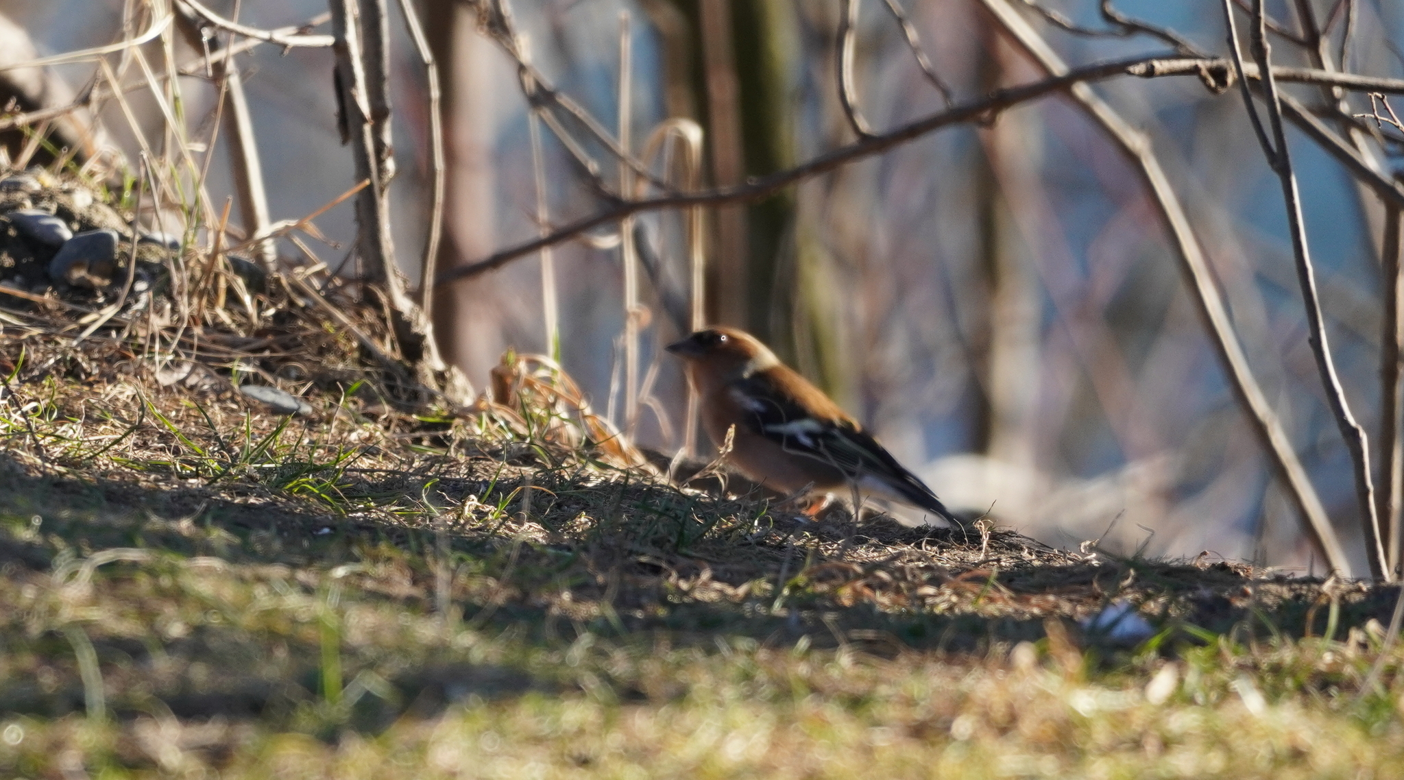 Eurasian Chaffinch