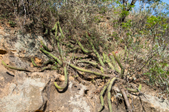Cleistocactus samaipatanus