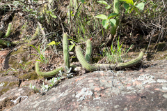 Cleistocactus samaipatanus