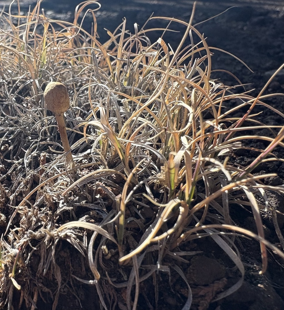 Agrocybe pediades · December 2025 · photo: © wildaz (iNaturalist, cc0)