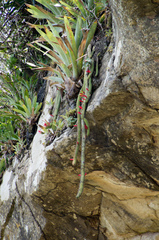Cleistocactus samaipatanus