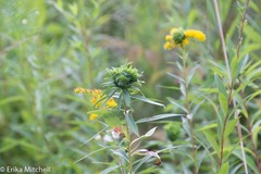 Rhopalomyia capitata