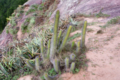 Cleistocactus samaipatanus