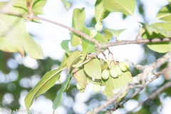 Viburnum cassinoides