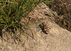 Cicindela sylvicola