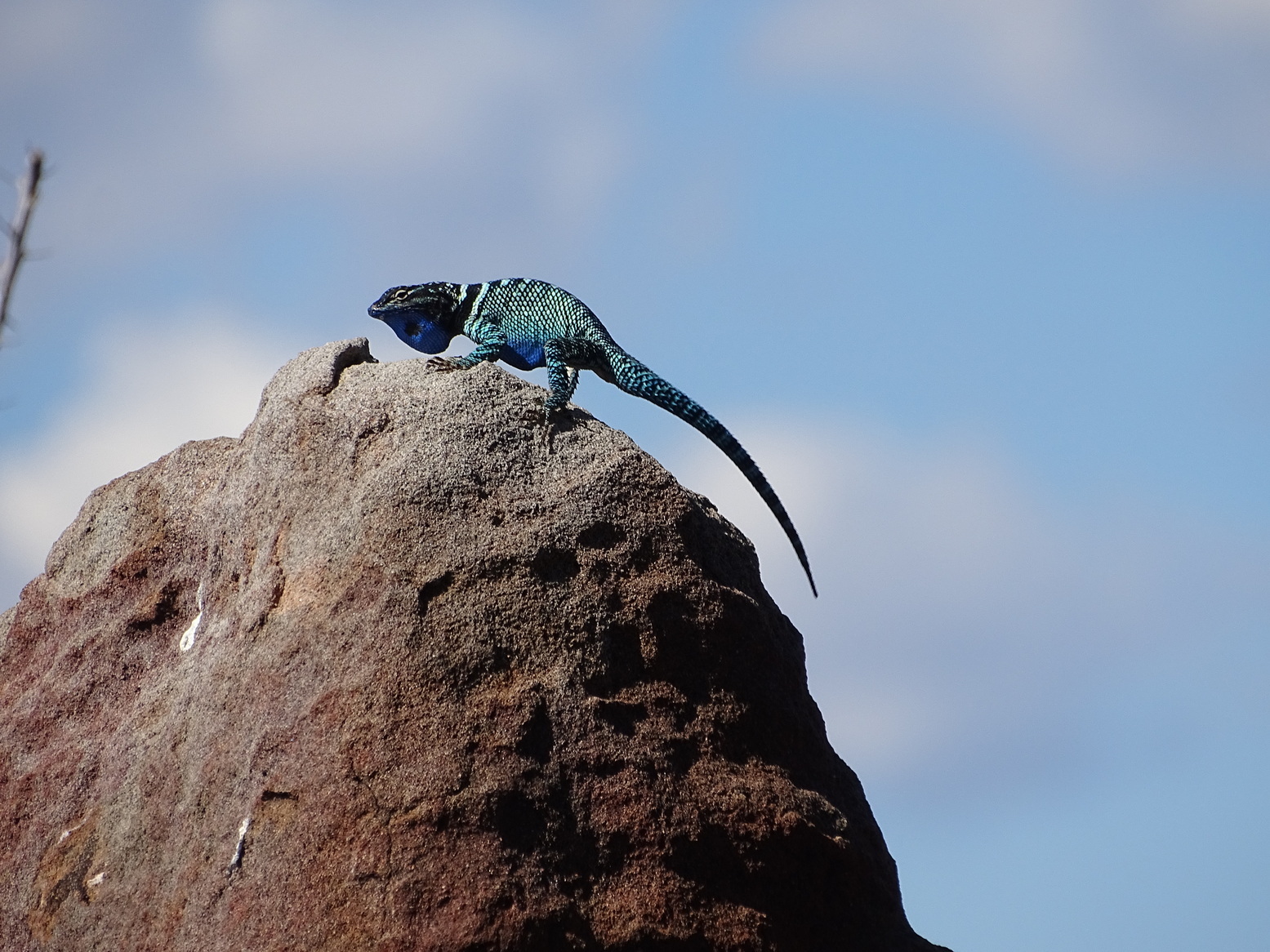 Yarrow's Spiny Lizard photo 2