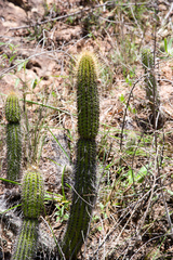 Cleistocactus samaipatanus