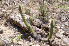 Cleistocactus samaipatanus