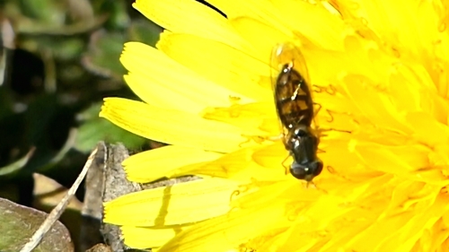 Unknown species found near Sulphur Springs, AR, USA