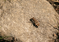 Cicindela sylvicola