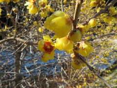 Chimonanthus praecox