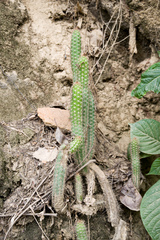 Cleistocactus samaipatanus