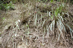 Cleistocactus samaipatanus