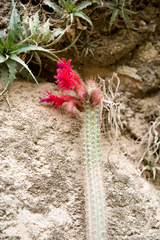 Cleistocactus samaipatanus