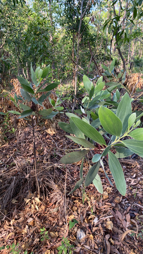 candelabra wattle (Acacia holosericea)