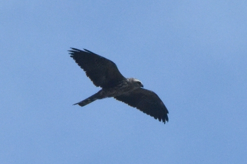 Mississippi Kite observed by nickmoore91