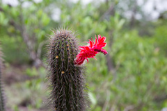 Cleistocactus samaipatanus
