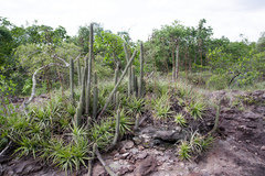 Cleistocactus samaipatanus