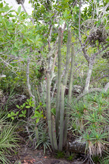 Cleistocactus samaipatanus