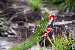 Cleistocactus samaipatanus